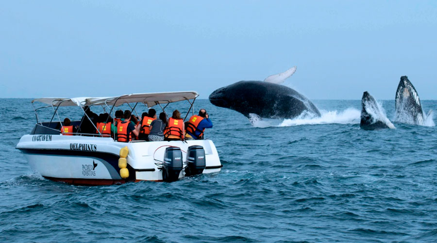 Apertura-Temporada-Avistamiento-de-Ballenas-meta