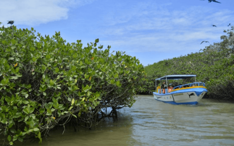 Manglares-de-Puerto-Pizarro-2